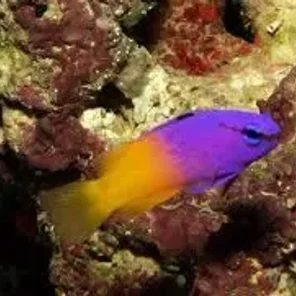 Pseudochromis