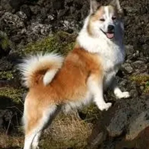 Icelandic Sheepdog