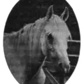 Bint Helwa