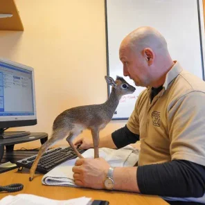Keepers Raise Tiny Dik Dik at Pueblo Zoo