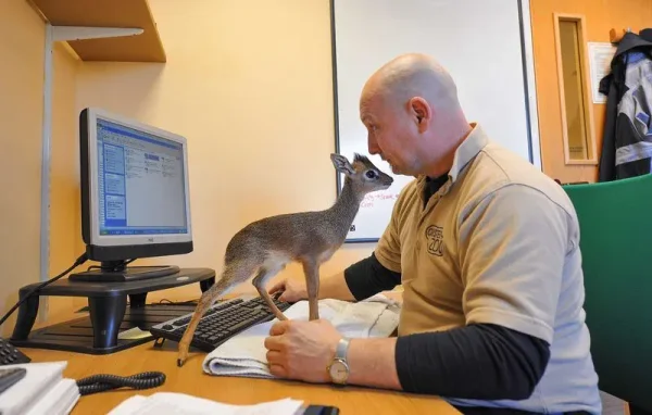 Keepers Raise Tiny Dik Dik at Pueblo Zoo