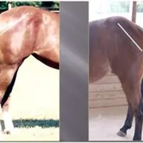 Horse conformation #conformation