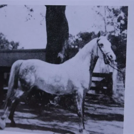 Count Potocki (Raseyn x Bahreyn) grey gelding, foaled December 12, 1929
bred by W.K. Kellogg