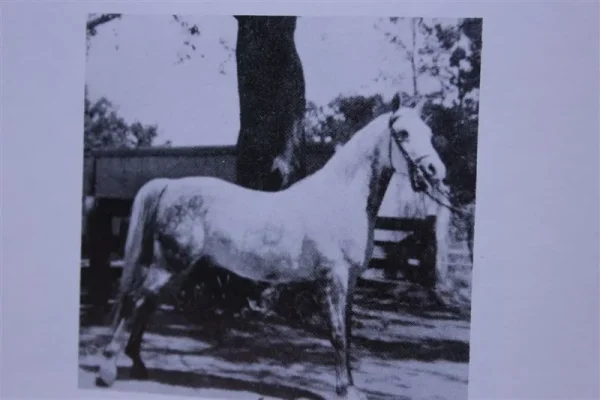 Count Potocki (Raseyn x Bahreyn) grey gelding, foaled December 12, 1929
bred by W.K. Kellogg