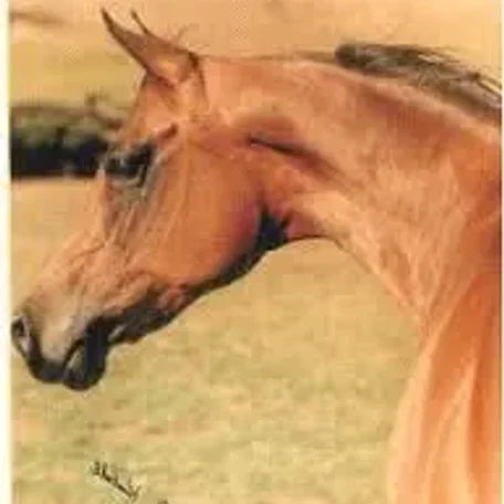 Star Of Ofir