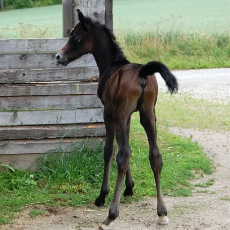 Octavian 1 day old (July 2009).