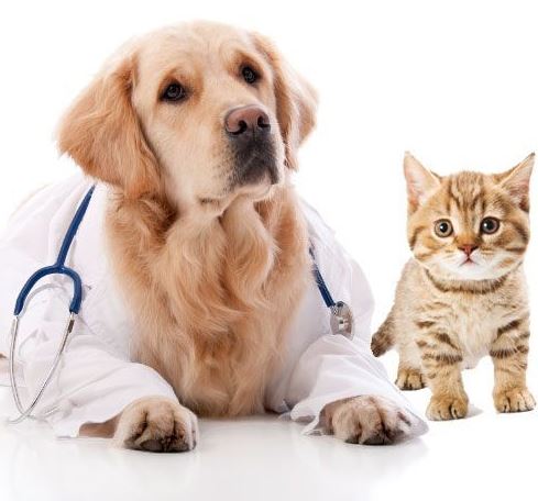 Is Pet Insurance Worth the Cost?