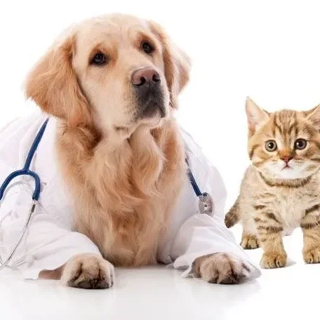 Is Pet Insurance Worth the Cost?