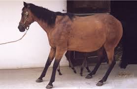 Abscess in Horses