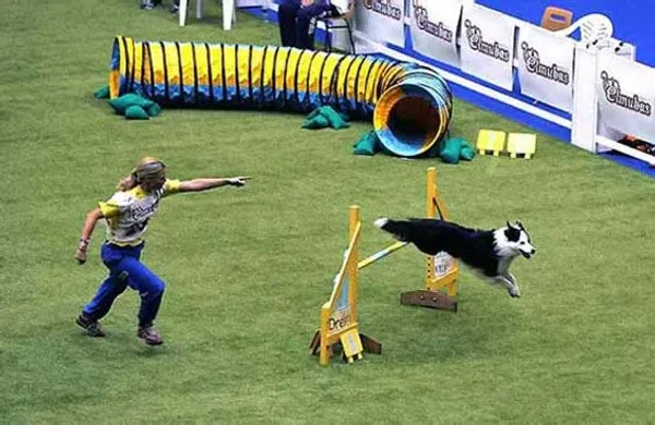 canine agility