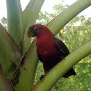Cardinal Lory