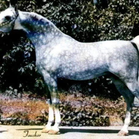 AZH NABORR
