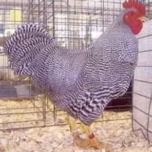 Barred Rock Bantam