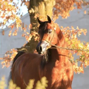 IBN FARID