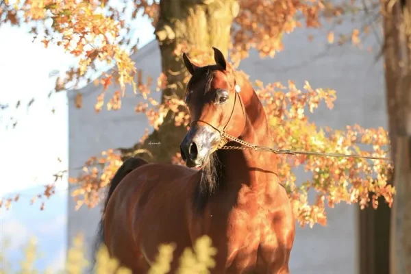 IBN FARID