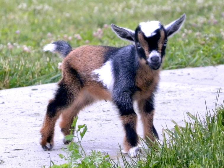Nigerian Dwarf Goat
