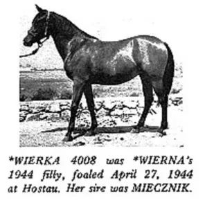 Wierka