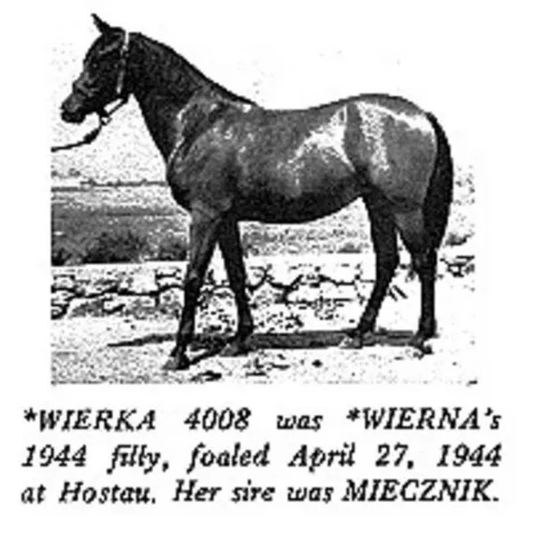 Wierka
