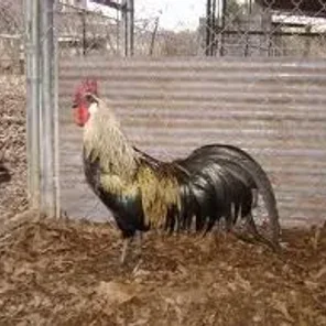 Tomaru