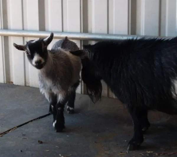 Animal Haven Ben Hur