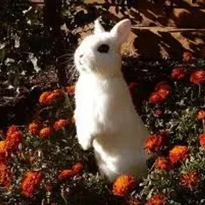 Dwarf Hotot