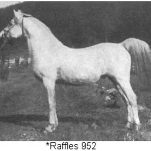 RAFFLES