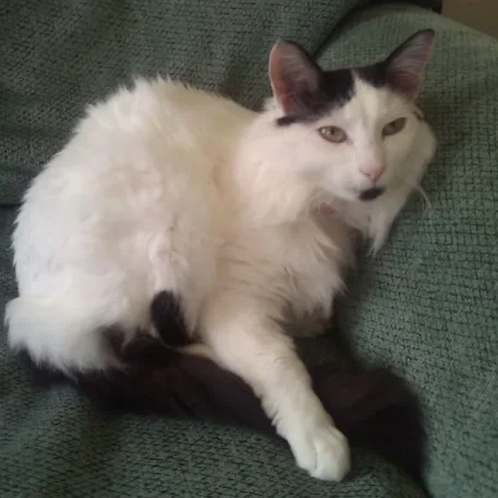 Alice says "mrrr."