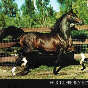 HUCKLEBERRY BEY++