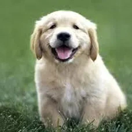 Smart, good-natured, and eager to please, the Golden Retriever excels as a family companion and working dog.