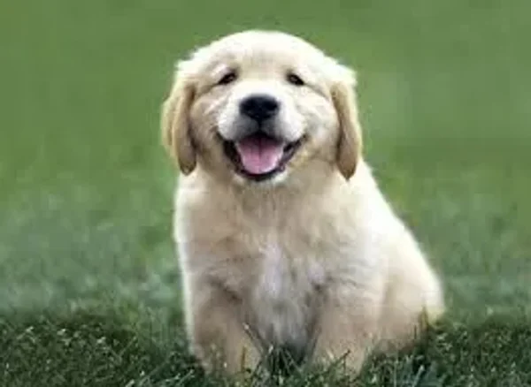 Smart, good-natured, and eager to please, the Golden Retriever excels as a family companion and working dog.