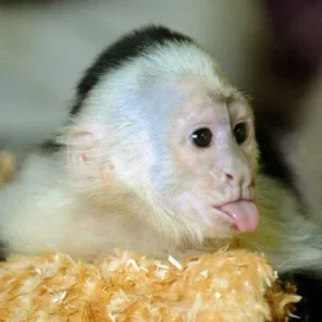 The Problem With Pet Monkeys