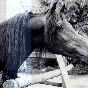 FAROUK