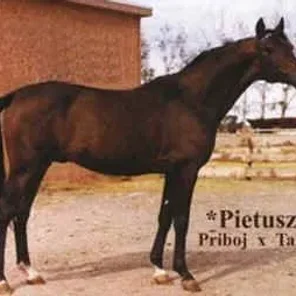 PIETUSZOK
