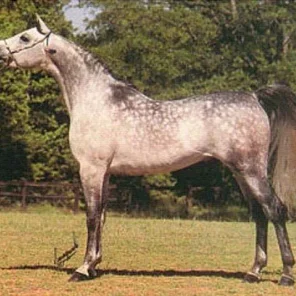Ansata Ibn Shah