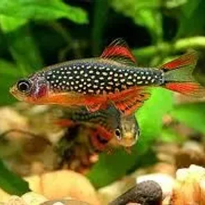 Rasboras
