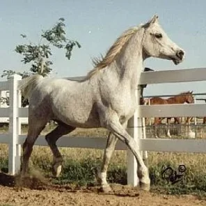 Gai-Apache