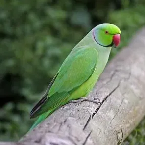 Parakeet