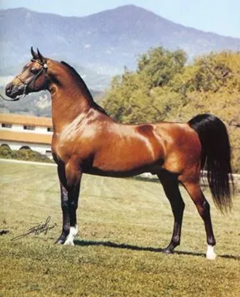 BARBARY+++