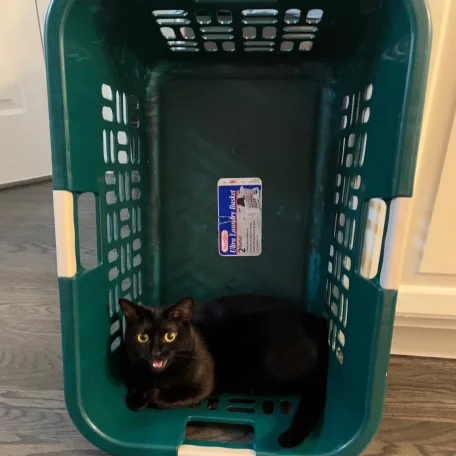 Laundry day