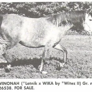 Halali Winonah