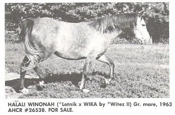 Halali Winonah