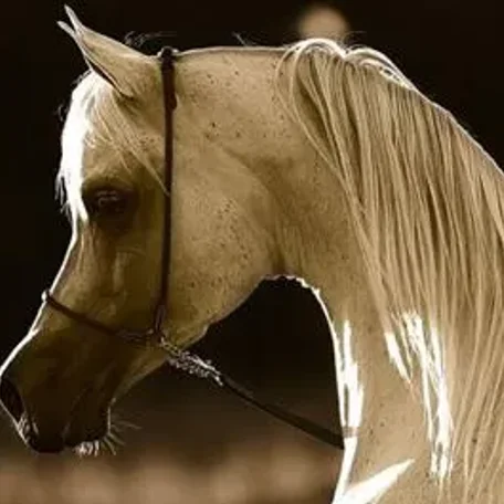 ZT SHAKFANTASY