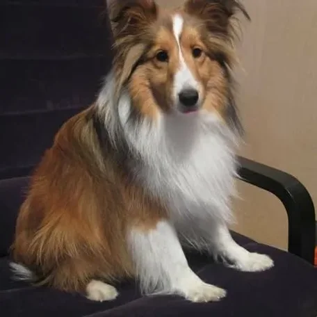 We lost our family dog Linus on the 4th of July. If you see him please reply to this post or call us at 703-447-1575 with location and time of the sighting.