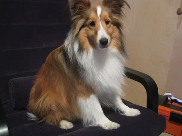 We lost our family dog Linus on the 4th of July. If you see him please reply to this post or call us at 703-447-1575 with location and time of the sighting.