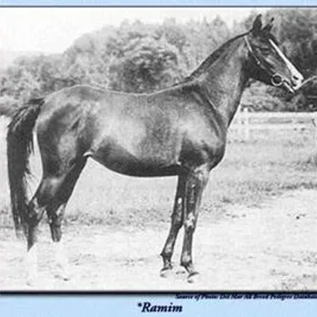 Ramim Arabian Horse