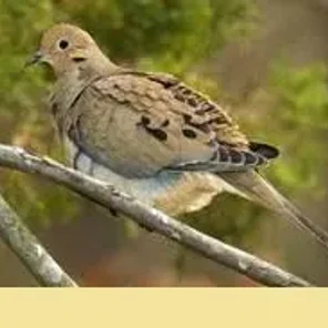 Mourning Dove
