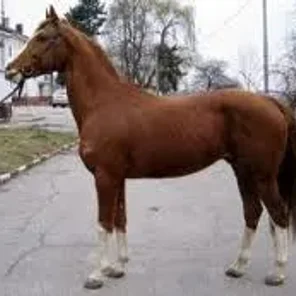 Pleven