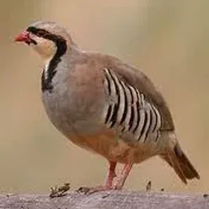 Chukar