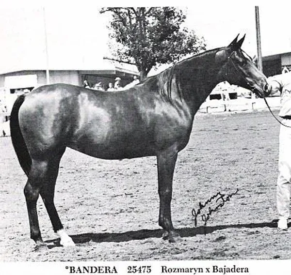Bandera
