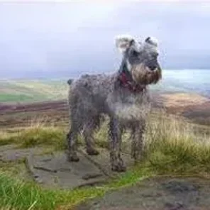 King Schnauzer (Designer Dog)